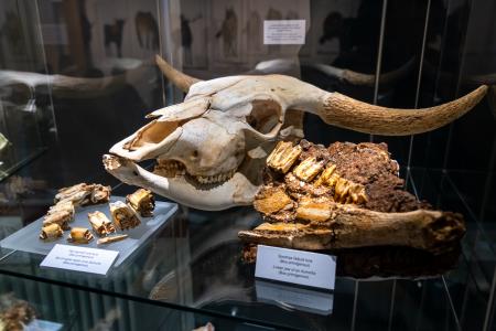 Zgodnejša ledena doba pri nas; nova odkritja (foto Alen Franetič)