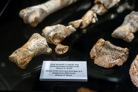 Zgodnejša ledena doba pri nas; nova odkritja (foto Alen Franetič)